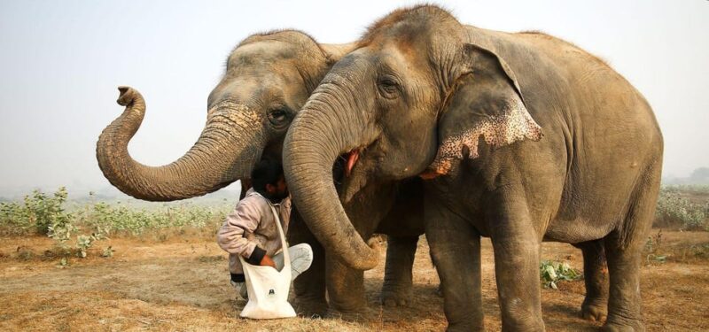 From Delhi Taj Mahal Sunrise Tour W/ Elephant Conservation - Transportation Details