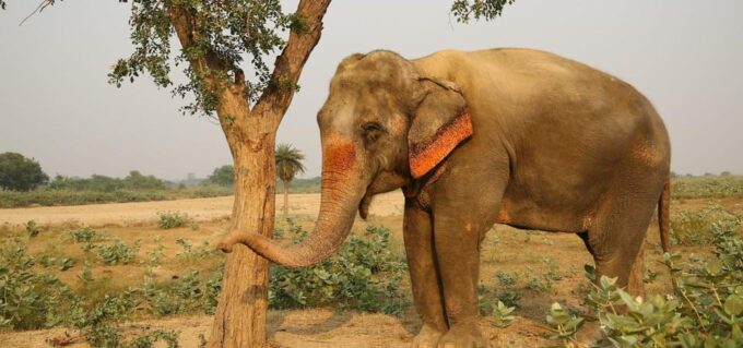 From Delhi Taj Mahal Sunrise Tour W/ Elephant Conservation - Accessibility and Languages