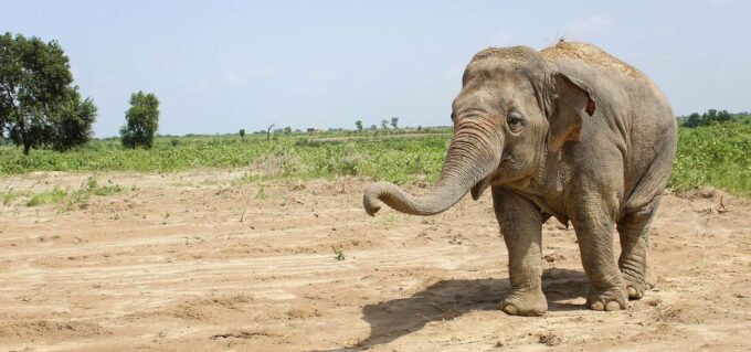 From Delhi Taj Mahal Sunrise Tour W/ Elephant Conservation - Frequently Asked Questions