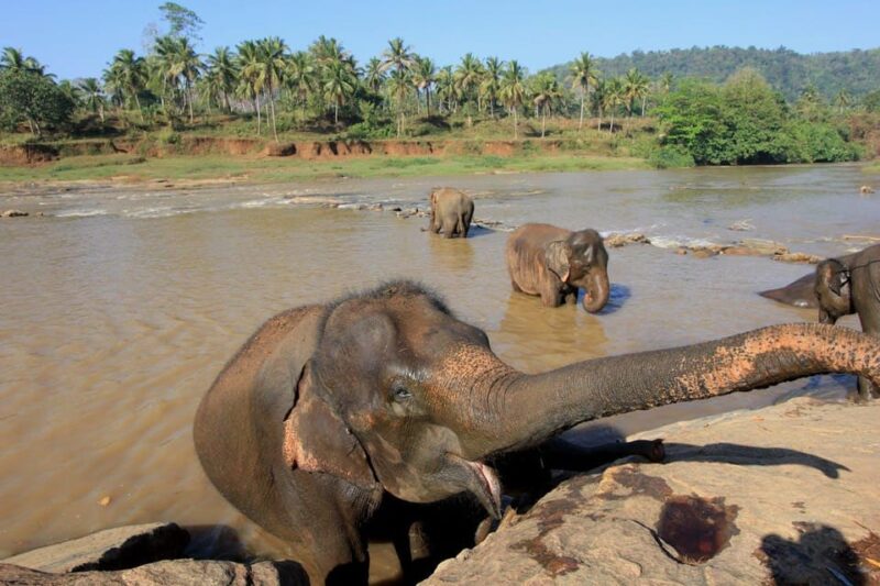 From Delhi: Taj Mahal Sunrise Tour W/ Elephant Conservation - Itinerary Highlights