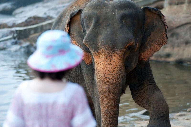 From Delhi: Taj Mahal Sunrise Tour W/ Elephant Conservation - Inclusions and Exclusions