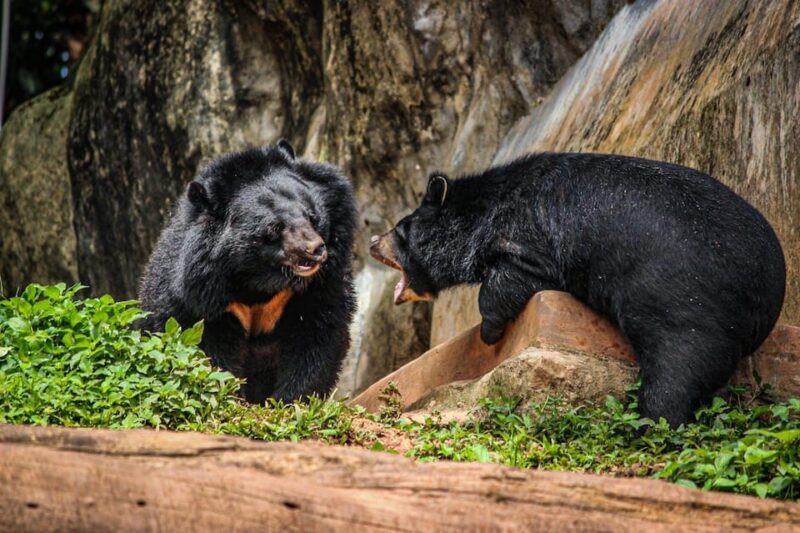 From Delhi: Taj Mahal Sunrise Tour With Bear Rescue Centre - Transportation and Accessibility