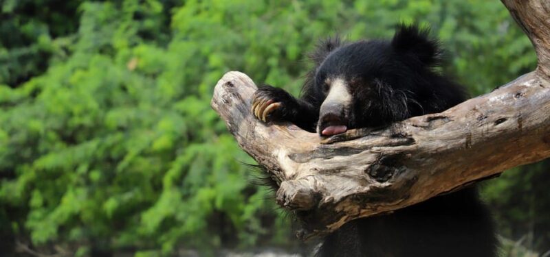 From Delhi: Taj Mahal Sunrise Tour With Bear Rescue Centre - Important Information