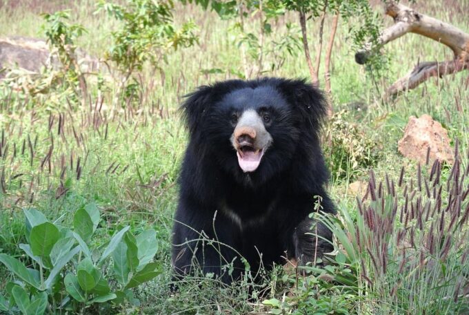 From Delhi: Taj Mahal Sunrise Tour With Bear Rescue Centre - Recap