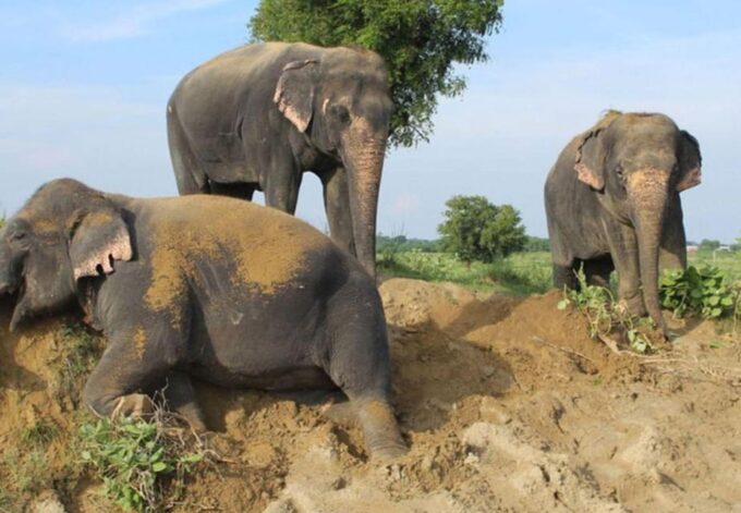 From Delhi: Taj Mahal Tour With Elephant Conservation Centre - Recap