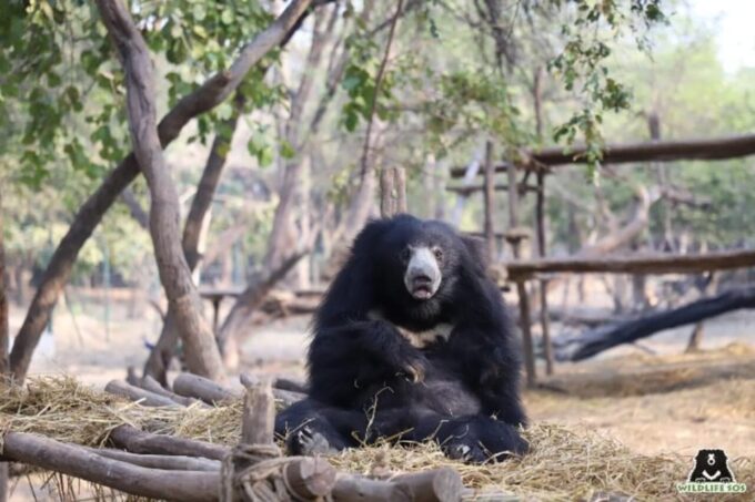 From Delhi: Taj Mahal With Elephant & Bear Conservation Tour - Pickup and Transportation