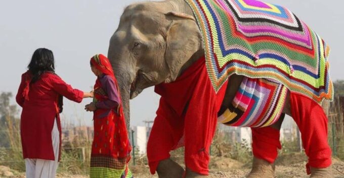 From Delhi: Taj Mahal With Elephant & Bear Conservation Tour - Frequently Asked Questions