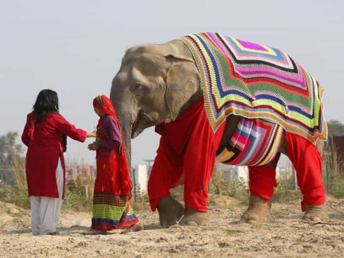 From Delhi: Taj Mahal With Elephant & Bear Conservation Tour - Recap