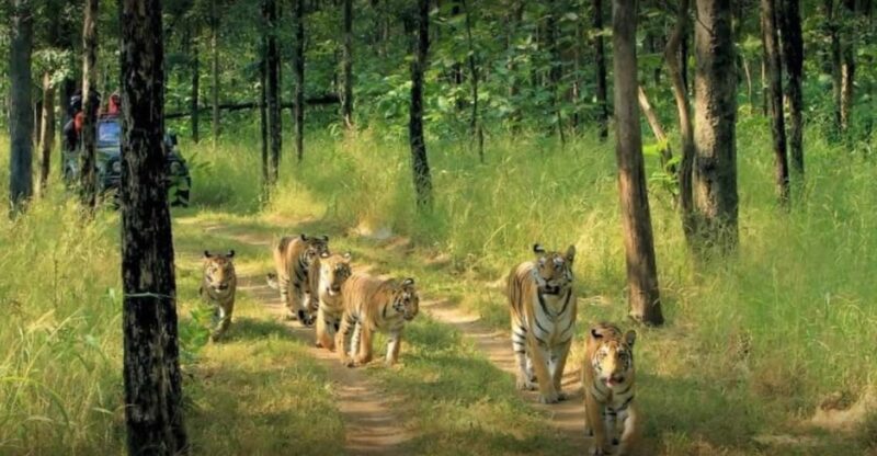 From Delhi: Tiger Safari and Golden Triangle Tour - Highlights of the Experience