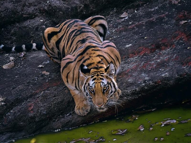 From Delhi: Tiger Safari and Golden Triangle Tour - Detailed Itinerary