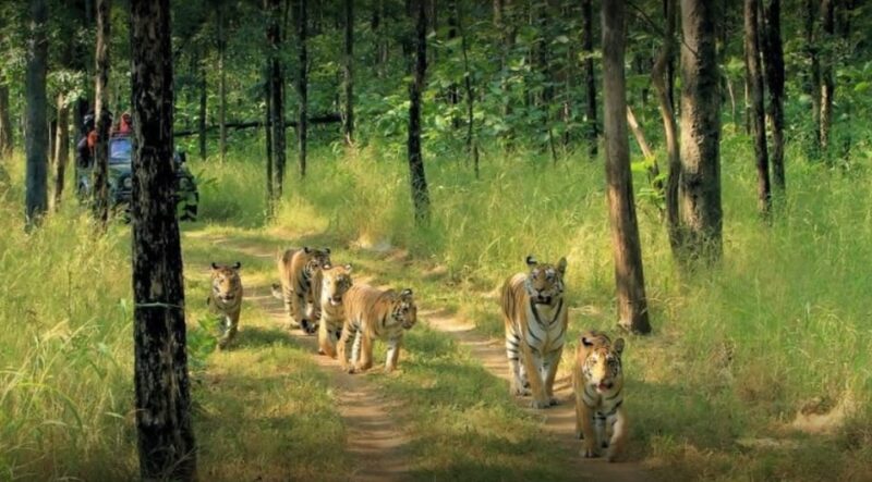 From Delhi: Tiger Safari and Golden Triangle Tour - Accommodations and Inclusions