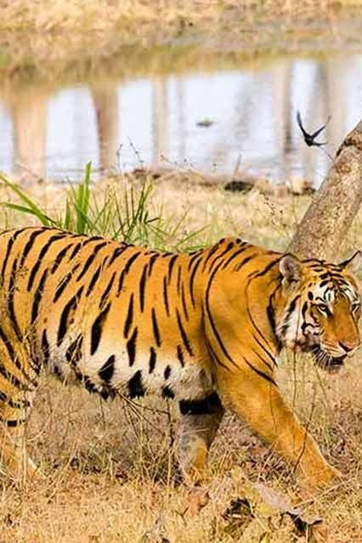 From Delhi: Tiger Safari and Golden Triangle Tour - Important Guidelines