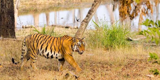 From Delhi: Tiger Safari and Golden Triangle Tour - Safari Experiences