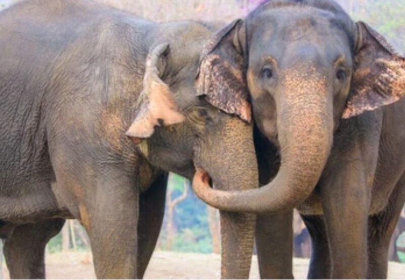 From Delhi:Sunrise Taj Mahal Tour With Elephant Conservation - Wildlife SOS Visit