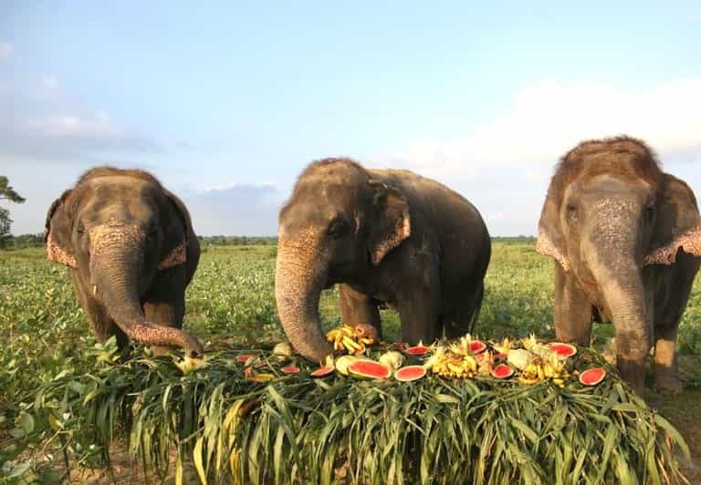 From Delhi:Sunrise Taj Mahal Tour With Elephant Conservation - Key Points