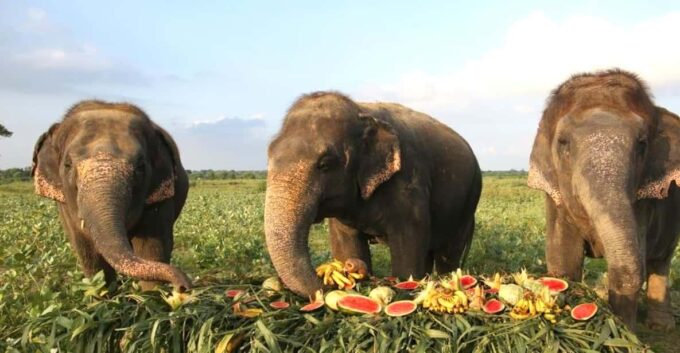 From Delhi:Sunrise Taj Mahal Tour With Elephant Conservation - Recap