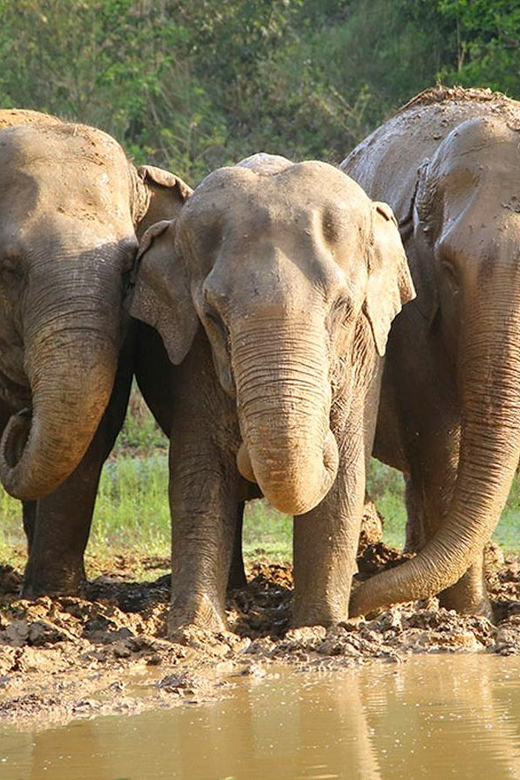 From Delhi:Sunrise Taj Mahal Tour With Elephant Conservation - Elephant Conservation Experience