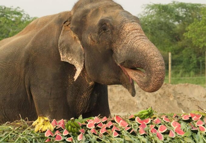 From Delhi:Sunrise Taj Mahal Tour With Elephant Conservation - Recap