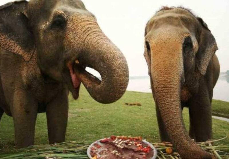 From Delhi:Sunrise Taj Mahal Tour With Elephant Conservation - Itinerary and Experience