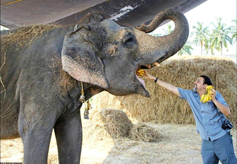From Delhi:Sunrise Taj Mahal Tour With Elephant Conservation - Key Points