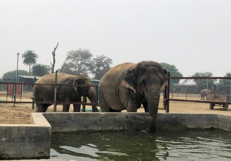 From Delhi:Sunrise Taj Mahal Trip With Elephant Conservation - Booking and Payment
