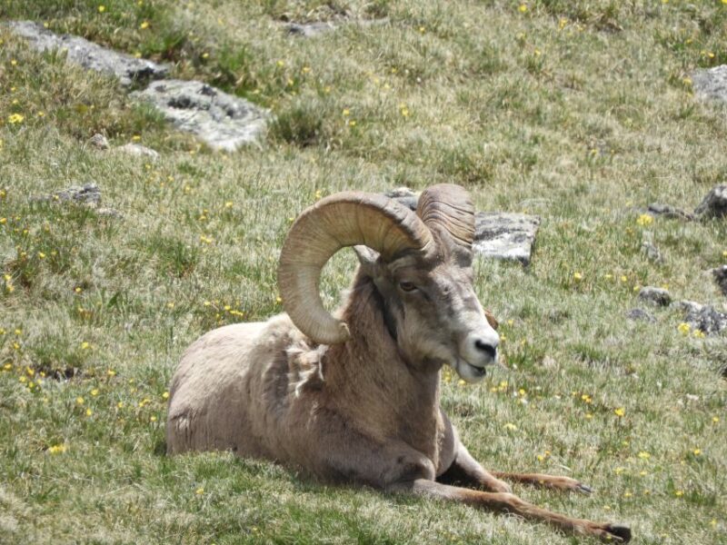 From Denver: Rocky Mountains Jeep Tour With Picnic Lunch - Itinerary Details