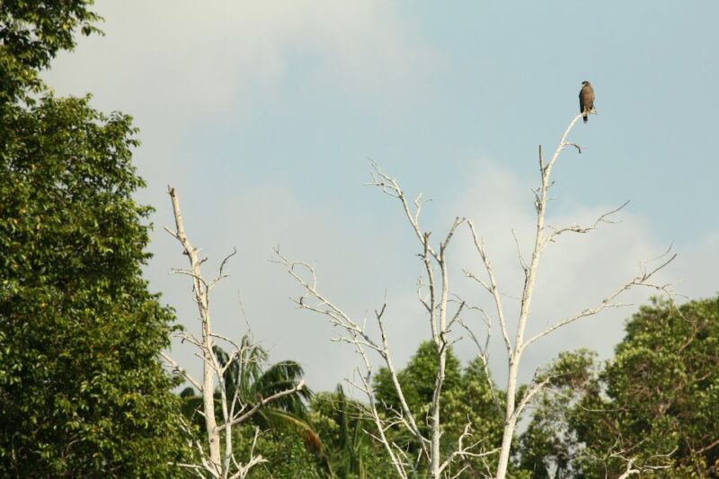From Desaru: Lebam River Kayak Trip - Age Restrictions and Availability