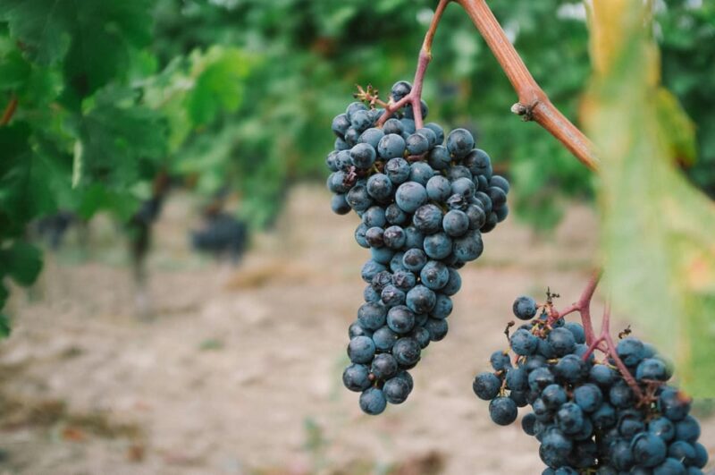 From Dijon: Burgundy Villages and Wine Tasting Tour - Key Points