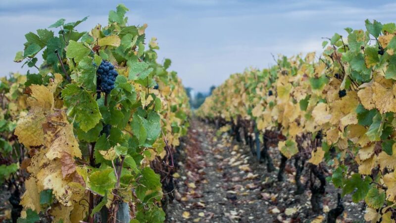 From Dijon: Burgundy Villages and Wine Tasting Tour - Explore Flavigny-sur-Ozerain