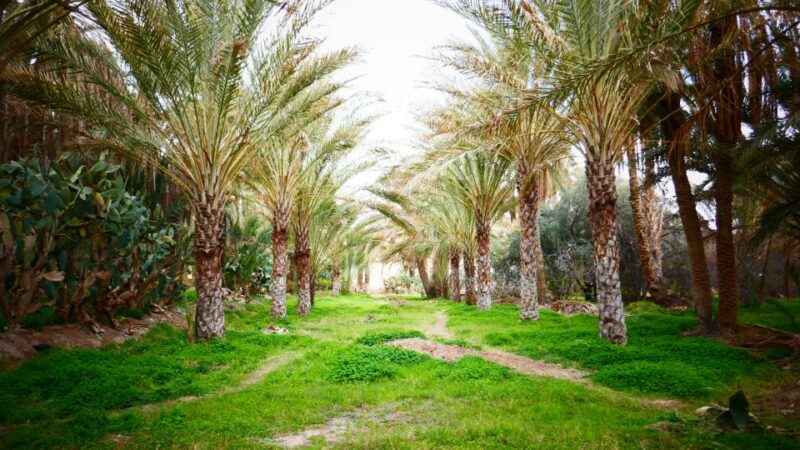 From Djerba: Full-Day Ksar Ghilane, Sahara and Oasis Tour - Optional Activities