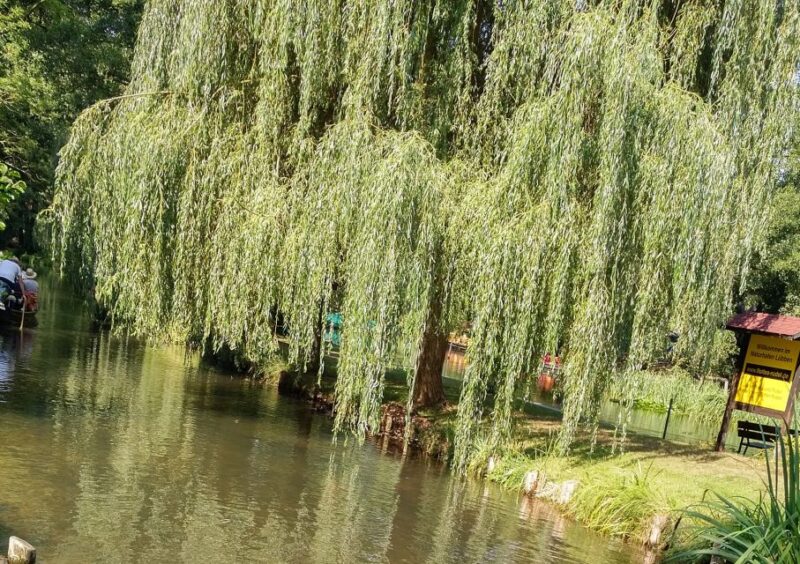 From Dresden: Day Trip to The Spreewald - Wooden Bridges and Paths