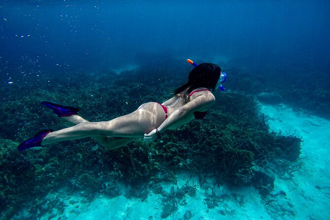 From Dubai: Snorkeling Trip in Fujairah - Reviews and Ratings
