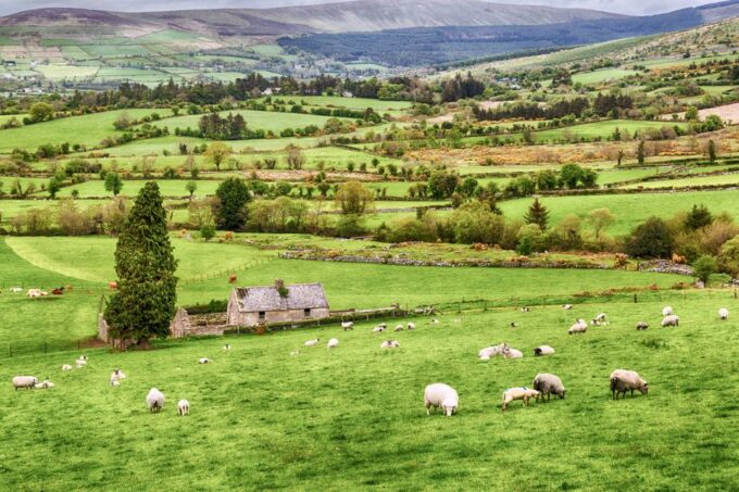 From Dublin: Wicklow Mountains, Glendalough & Kilkenny Tour - Service Rating