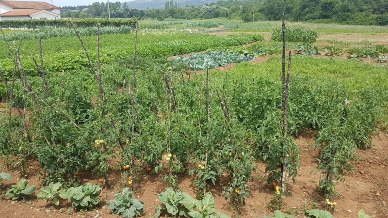 From Dubrovnik: Full-Day Family Farm-To-Table Culinary Tour - Culinary Experience