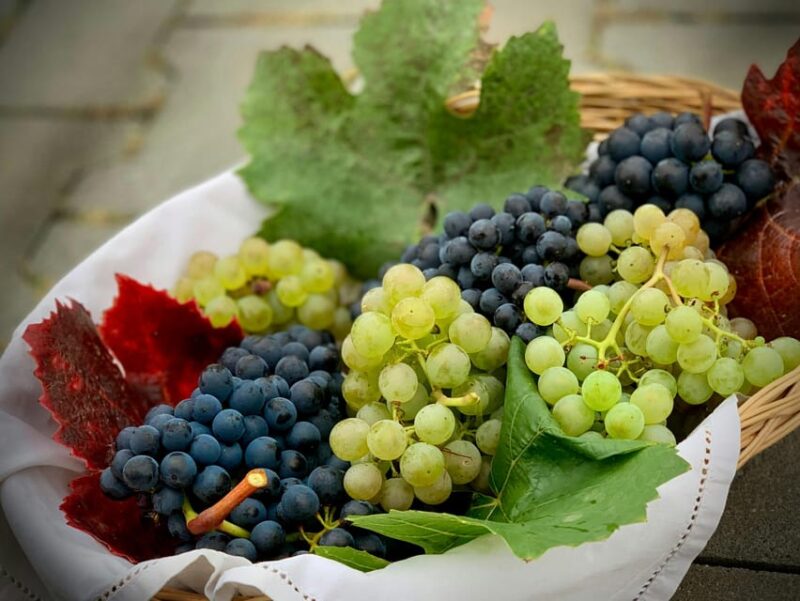 From Dubrovnik: Private Wine Tasting Trip, Pelješac - Wine Tasting Experience