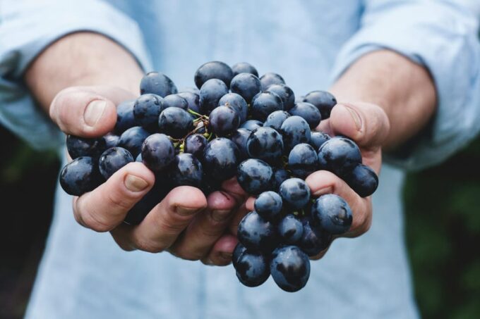 From Dubrovnik: Private Wine Tasting Trip, Pelješac - Frequently Asked Questions