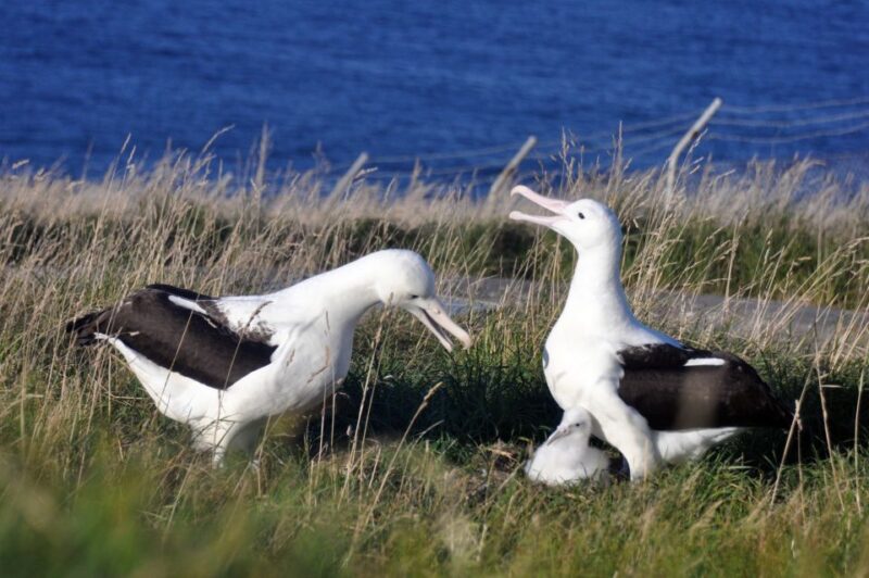 From Dunedin: City, Otago Peninsula & Albatross Guided Tour - Inclusions