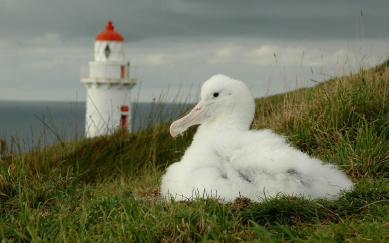 From Dunedin: City, Otago Peninsula & Albatross Guided Tour - Important Information