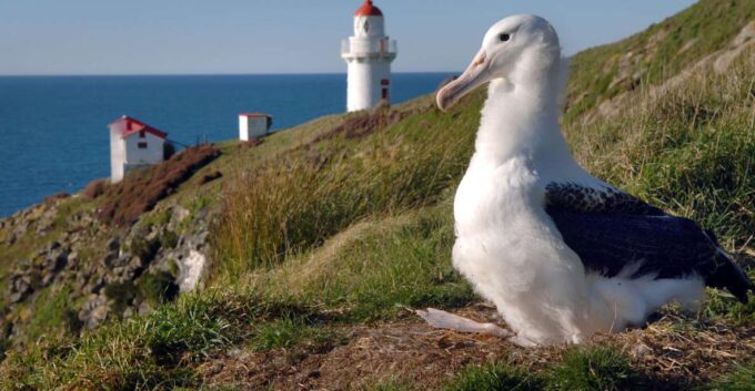 From Dunedin: City, Otago Peninsula & Albatross Guided Tour - Guided Tour at The Royal Albatross Centre
