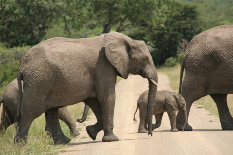 From Durban: Hluhluwe Imfolozi Game Reserve Day Trip - Key Points