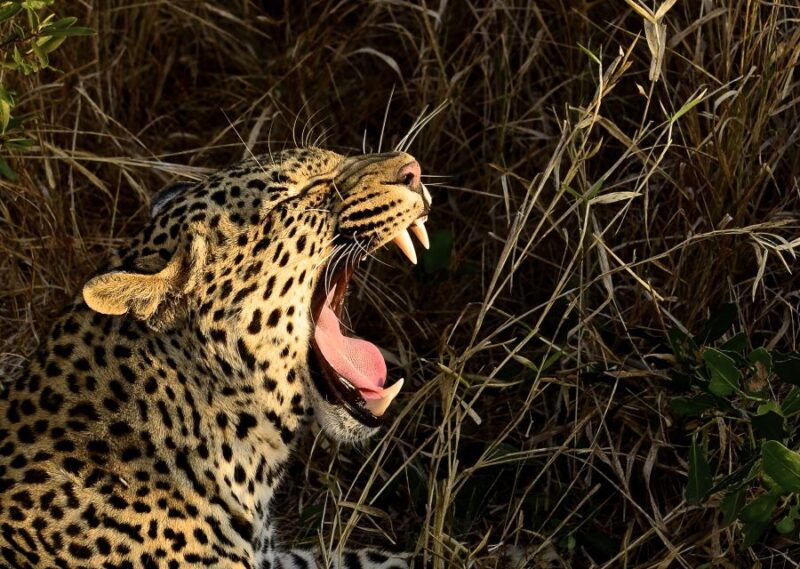 From Durban: Hluhluwe Imfolozi Game Reserve Day Trip - Transportation and Pickup/Drop-off