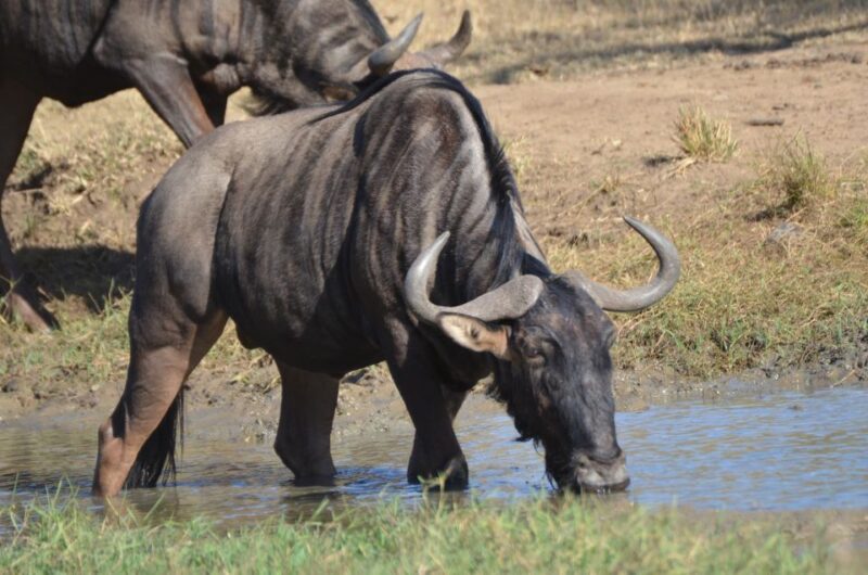 From Durban: Hluhluwe Imfolozi Game Reserve Day Trip - Hluhluwe Imfolozi Game Reserve
