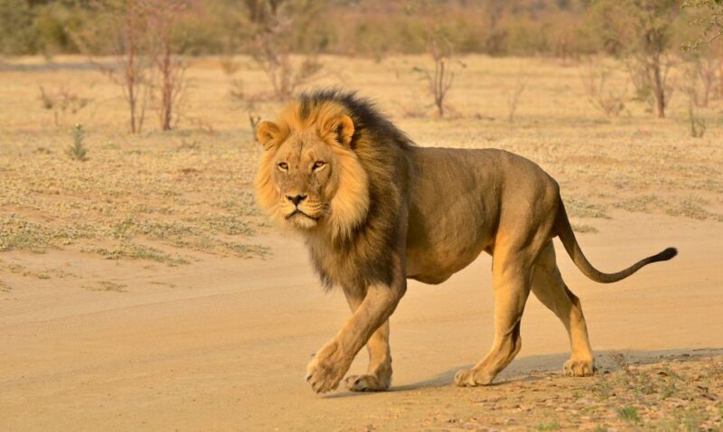 From Durban: Hluhluwe Imfolozi Game Reserve Day Trip - Frequently Asked Questions