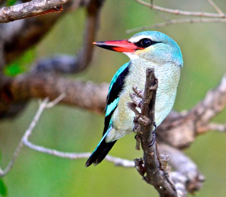From Durban: St. Lucia Wetlands Boat Ride - Key Points