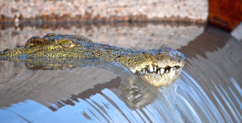 From Durban: St. Lucia Wetlands Boat Ride - Activity Highlights