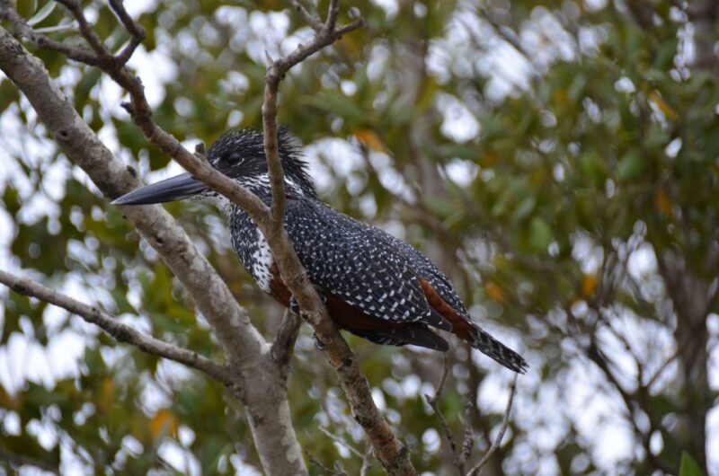 From Durban: St. Lucia Wetlands Boat Ride - About Isimangaliso Wetlands Park