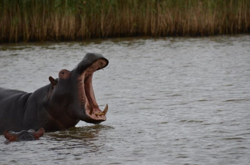 From Durban: St. Lucia Wetlands Boat Ride - Breathtaking Boat Cruise