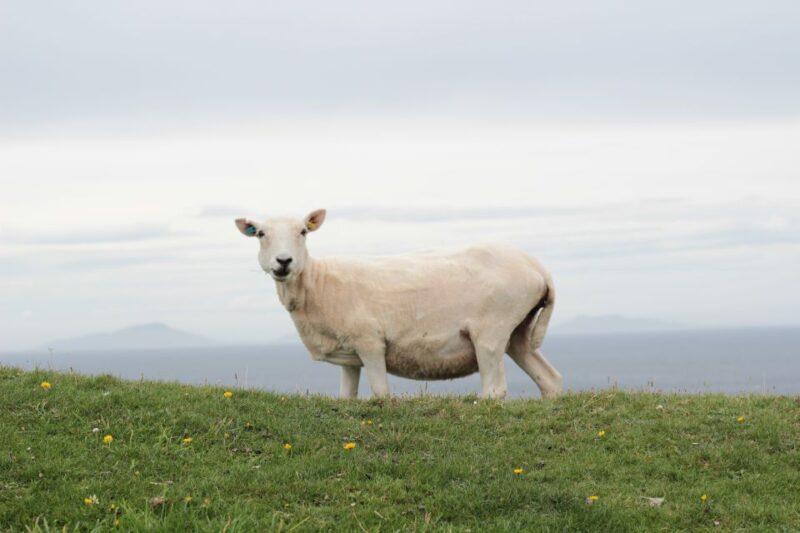 From Edinburgh: 2-Day Highlands Tour With Hogwarts Express - Inclusions and Restrictions
