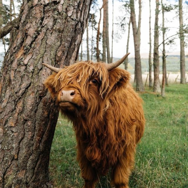 From Edinburgh: 2-Day Ultimate Highland Tour With Hotel - Day 2 Experiences