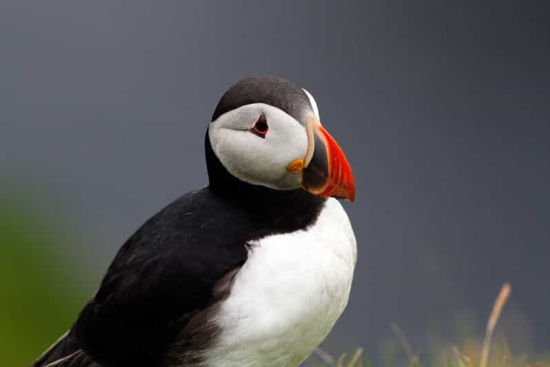 From Edinburgh: 4-Day Mull, Iona, Staffa & Puffin Isles Tour - Included Features